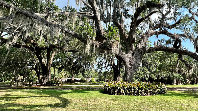 Outdoor image of trees in New Orleans City Park